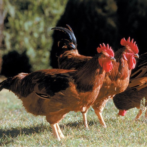 Ramaders de Muntanya.jpeg